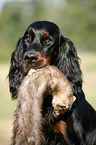 Gordon Setter apportiert Marder