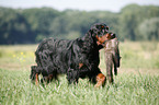 Gordon Setter apportiert Marder