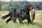 Gordon Setter apportiert Marder