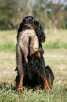 Gordon Setter apportiert Marder