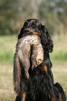 Gordon Setter apportiert Marder