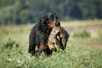 Gordon Setter apportiert Marder