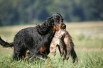 Gordon Setter apportiert Marder