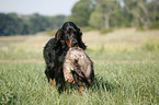 Gordon Setter apportiert Marder