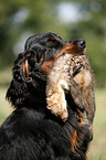 Gordon Setter apportiert Marder