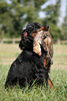 Gordon Setter apportiert Marder