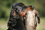 Gordon Setter apportiert Marder