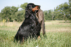 Gordon Setter apportiert Marder