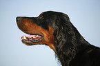 Gordon Setter Portrait