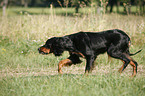 rennender Gordon Setter