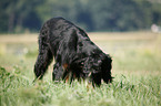 Gordon Setter