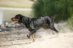 rennender Gordon Setter