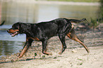 rennender Gordon Setter