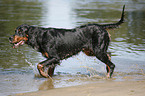 rennender Gordon Setter