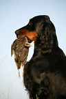 Gordon Setter apportiert Rebhuhn