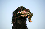 Gordon Setter apportiert Rebhuhn