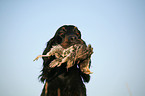 Gordon Setter apportiert Rebhuhn