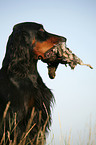 Gordon Setter apportiert Rebhuhn