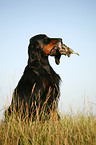 Gordon Setter apportiert Rebhuhn