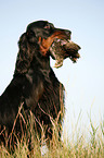 Gordon Setter apportiert Rebhuhn