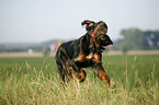 Gordon Setter apportiert Rebhuhn