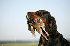 Gordon Setter apportiert Rebhuhn