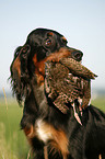 Gordon Setter apportiert Rebhuhn