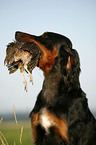 Gordon Setter apportiert Rebhuhn