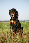 Gordon Setter apportiert Rebhuhn