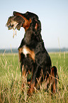 Gordon Setter apportiert Rebhuhn