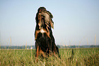 Gordon Setter apportiert Rebhuhn