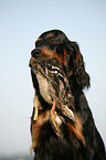 Gordon Setter apportiert Rebhuhn