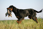 Gordon Setter apportiert Rebhuhn