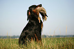 Gordon Setter apportiert Rebhuhn