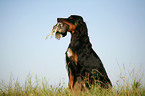 Gordon Setter apportiert Rebhuhn