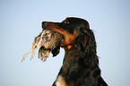 Gordon Setter apportiert Rebhuhn