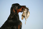 Gordon Setter apportiert Rebhuhn