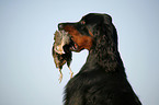 Gordon Setter apportiert Rebhuhn