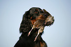 Gordon Setter apportiert Rebhuhn