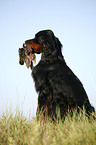 Gordon Setter apportiert Rebhuhn