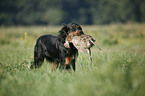 Gordon Setter apportiert Rebhuhn