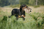 Gordon Setter apportiert Rebhuhn