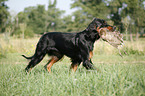 Gordon Setter apportiert Rebhuhn