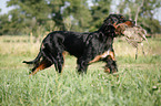 Gordon Setter apportiert Rebhuhn