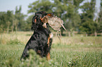 Gordon Setter apportiert Rebhuhn