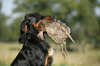 Gordon Setter apportiert Rebhuhn