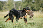 Gordon Setter apportiert Rebhuhn