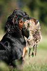 Gordon Setter apportiert Rebhuhn