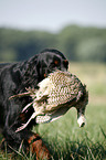 Gordon Setter apportiert Rebhuhn