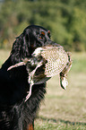 Gordon Setter apportiert Rebhuhn